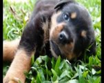 Las 10 Razas de Perros más Inteligentes