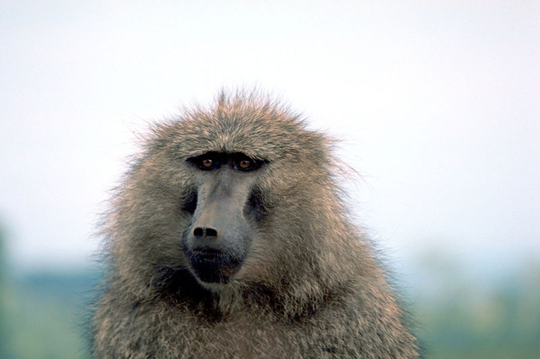 Babun (Baboon)