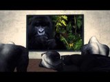 Gorilya sa Calgary Zoo, pinasok ang kusina ng zoo keeper
