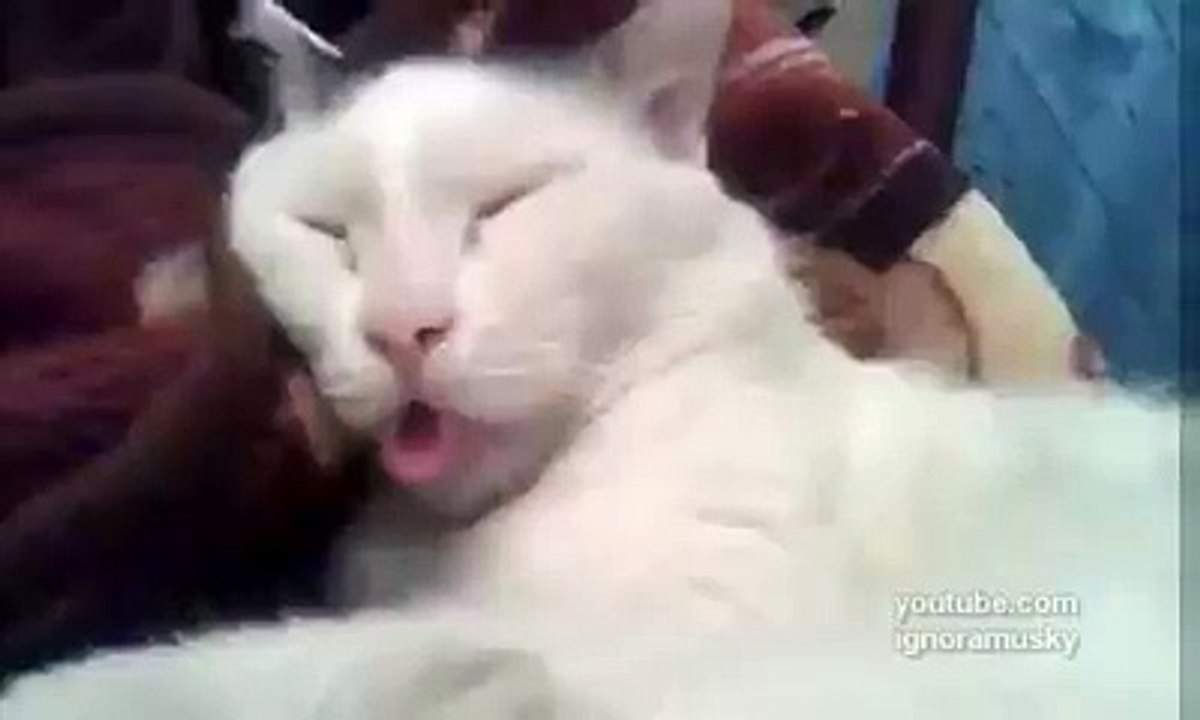 Cute kitten