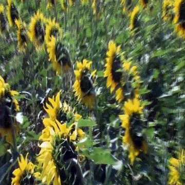 Θαλασσα απο ηλιοτροπια - Ευανθια Ρεμπουτσικα.