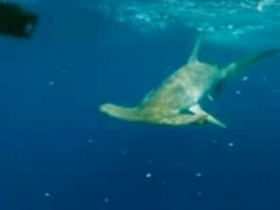 Jackass - La Peche Au Requin