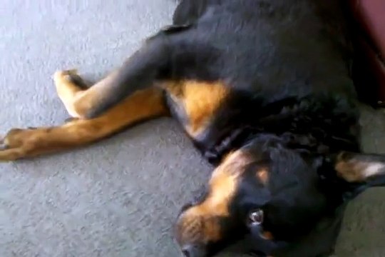 Un gros chien qui craint les chatouilles!