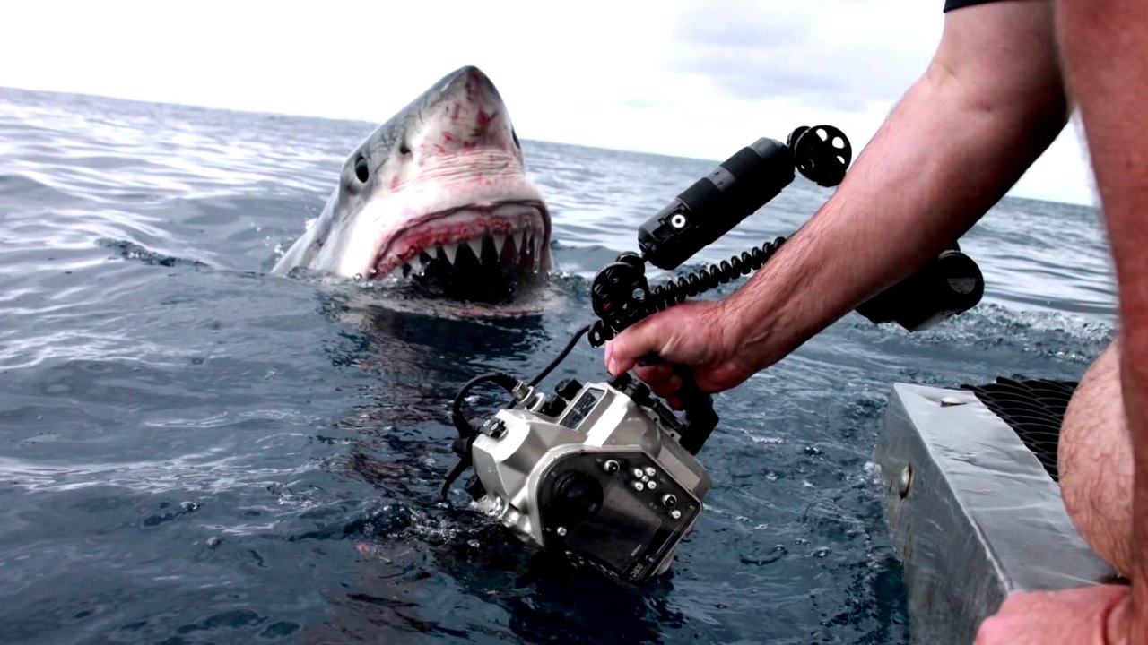 This Great White Shark photo is just Incredible!