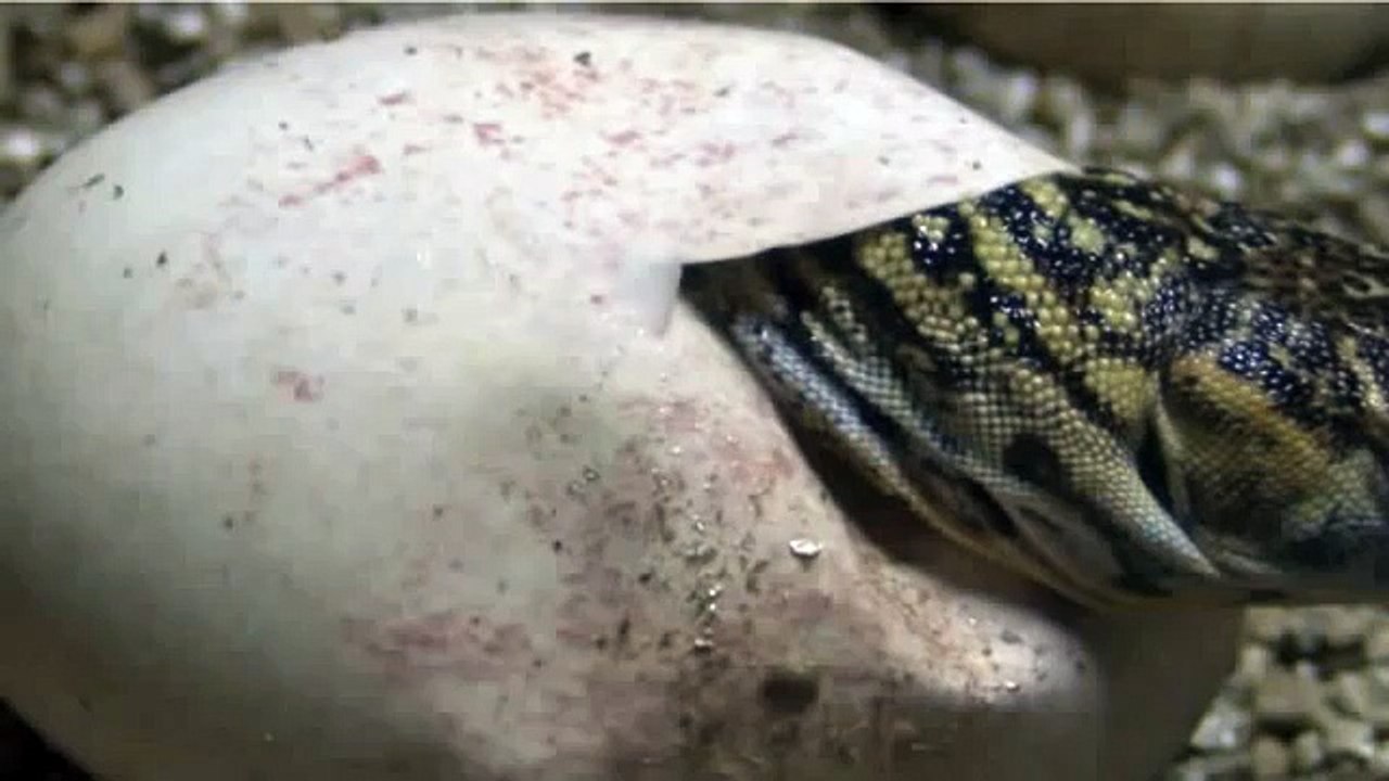Komodo dragon hatching