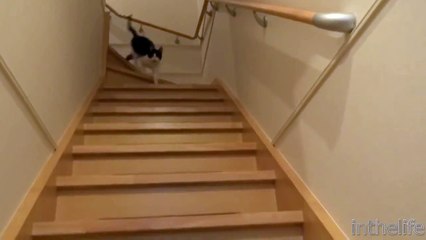 Un chat content de retrouver son maître