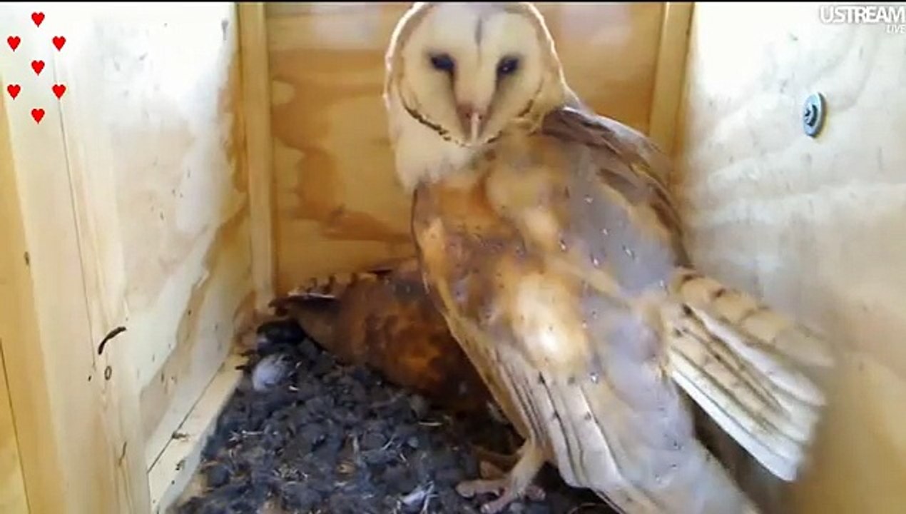 Sydney and Mel loving barn owl couple in the owl box - 5 February, 2011 - ADORABLE VIDEO