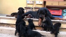 Rottweiler  Puppies playing