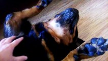 Stubborn Rottweiler Refuses to Take Meds and Plays Dead