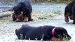 Cute Rottweiler Puppies Playing Together