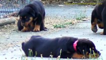 Cute Rottweiler Puppies Playing Together
