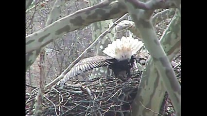 2013 Duke Farms Bald Eagle vs  Red Tailed