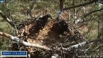 Berry College Eagles 3/23/2015 Fish Tail