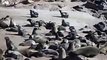 Seals at Cape Cross Seal Colony, Skeleton Coast, Namibia, Af