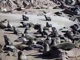 Seals at Cape Cross Seal Colony, Skeleton Coast, Namibia, Af