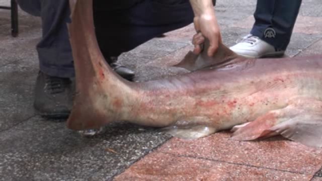4 Metre Boyunda Köpek Balığı Yakalandı