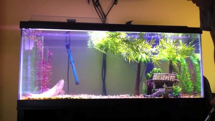 Brown Wolf Fish Feeding On Mice