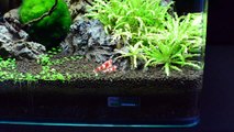 Welcome to my Nano Cube - Red Bee Shrimps