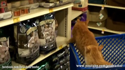 Zeus & Phoebe Check Out SLC, UT PetSmart