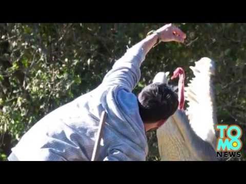 Opiekun zaatakowany przez krokodyla z zoo.