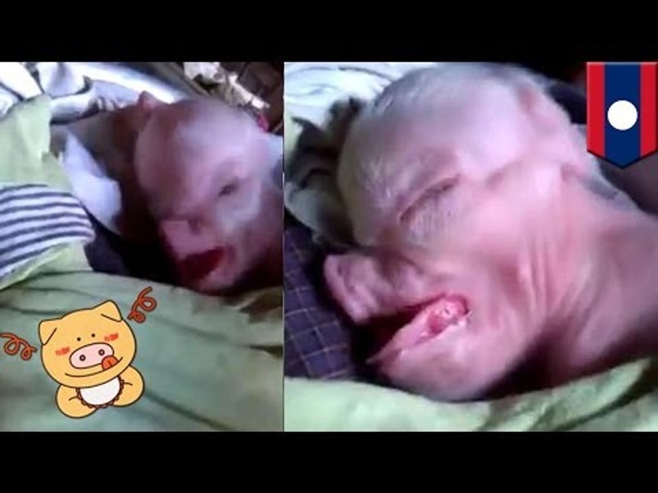 Dziwne stworzenie: Świnia z ludzką głową