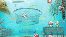 Aquaculture Research: Integrated Multi-Trophic Aquaculture (IMTA) -- Deposit Feeders