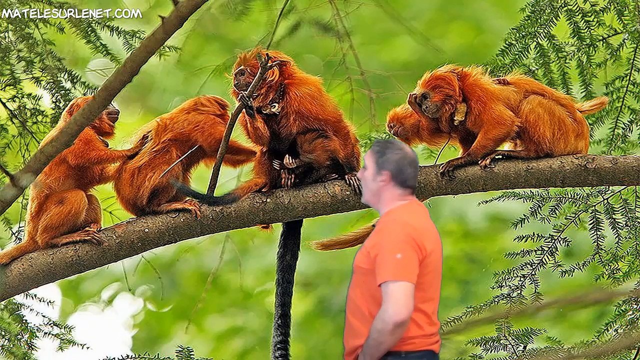 Mais qui a volé les p'tits singes du Zoo de Beauval ?