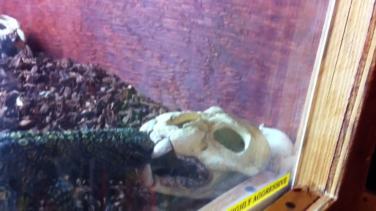 CROCODILE MONITOR EATING VIDEO 3 FEEDING LIVE 4 MICE