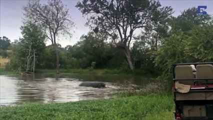 Lutte à mort entre un hippopotame, un crocodile et un gnou