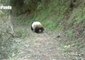 Rescue Panda Released Back Into the Wild After Successful Recovery