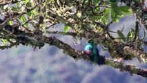 Peru Wildlife: Marvelous Spatuletail and Other Animals