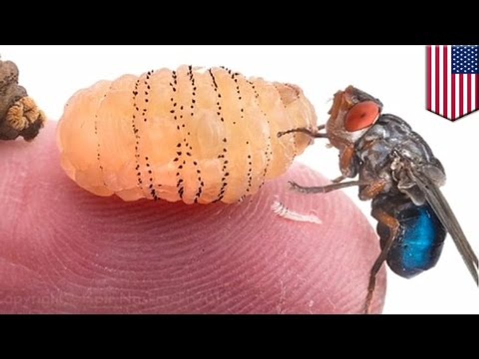 哈佛研究人員在皮膚下養蛆