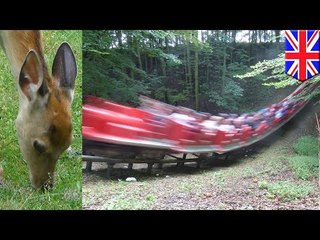 絶叫マシンがシカと正面衝突