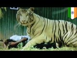 動物園で転落　トラに襲われる