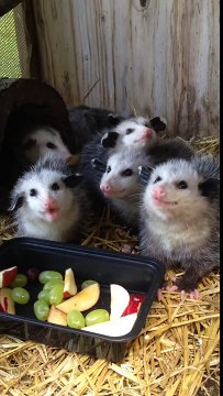Adorable Baby Opossums Eating Fruit