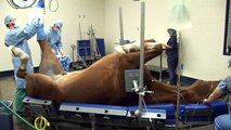 Surgery on a horse at Pioneer Equine Hospital