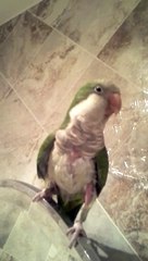 sher's quaker parrot (1)