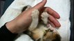 三毛猫の赤ちゃんを拾いました。仔猫子猫japanese Calico cat kitten kitty