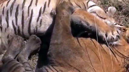 Pelea a Muerte - TIGRE vs TIGRE