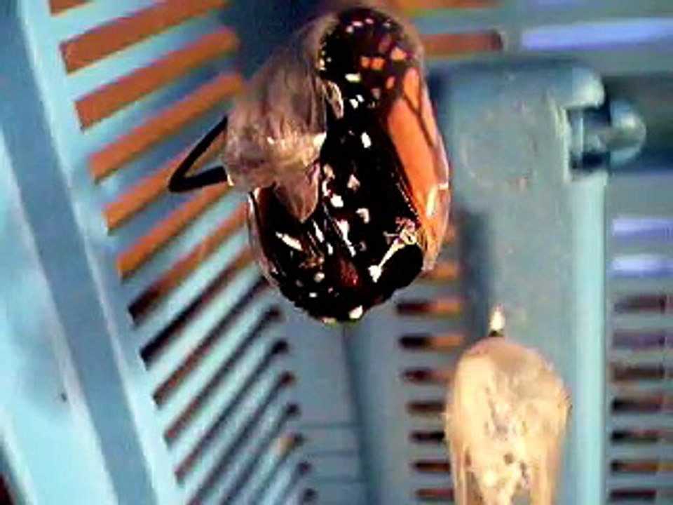 Butterfly hatching