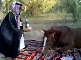 الحصان عقاب يتقهوى عند يعقوب arabian horse shake hands