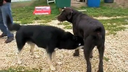 Beschwichtigungssignale: Aiko lernt Dusty kennen