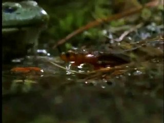 frog vs. poison newt