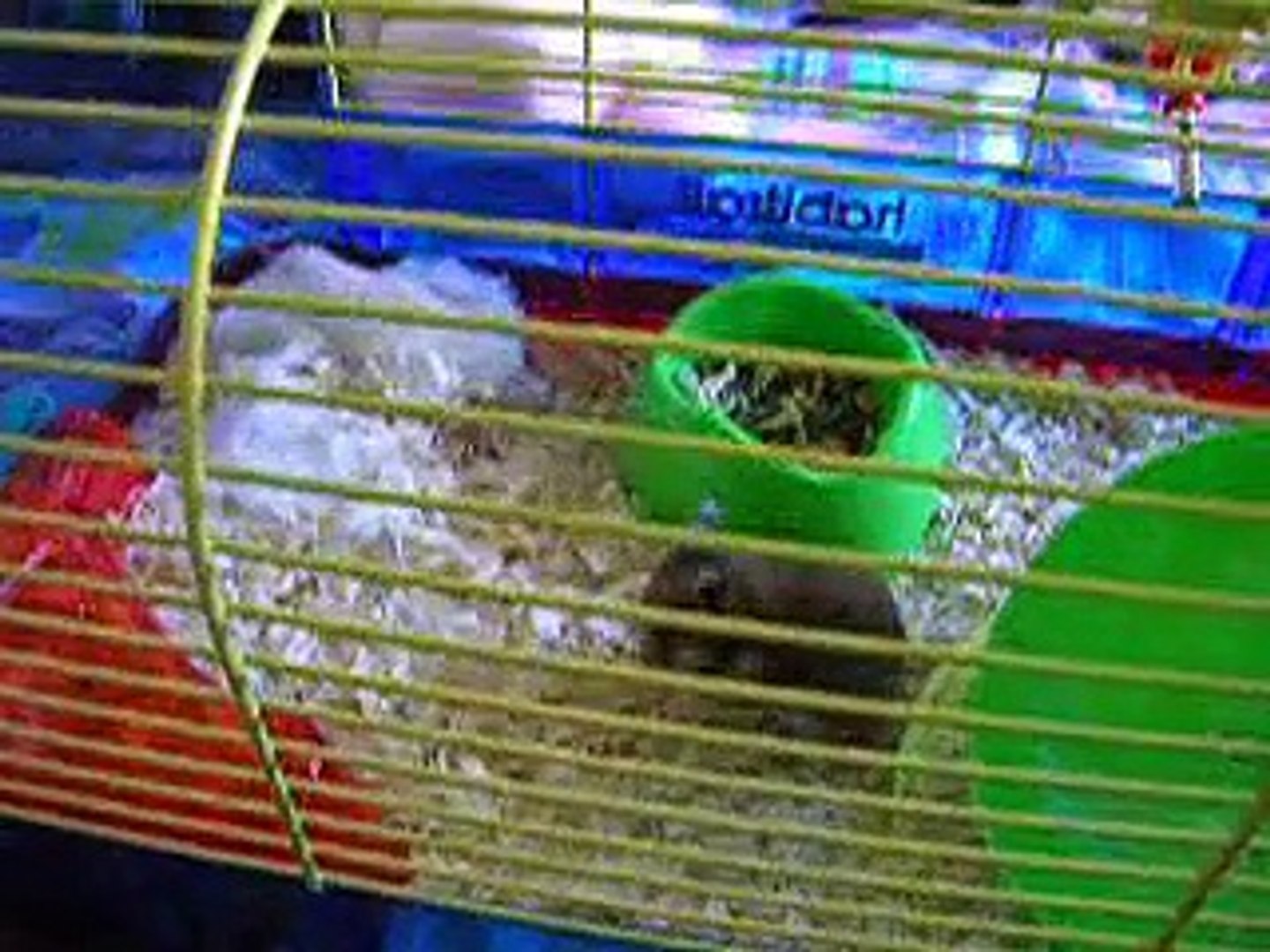 Mon hamster au travail - Hard working hamster