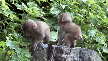 【SNOW MONKEY】 ☆Cute Baby☆ Growth 1　地獄谷野猿公苑