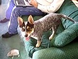 Playful Australian Cattle Dog 4 Months old playing with his toys.. MUST SEE, SOOO CUTE