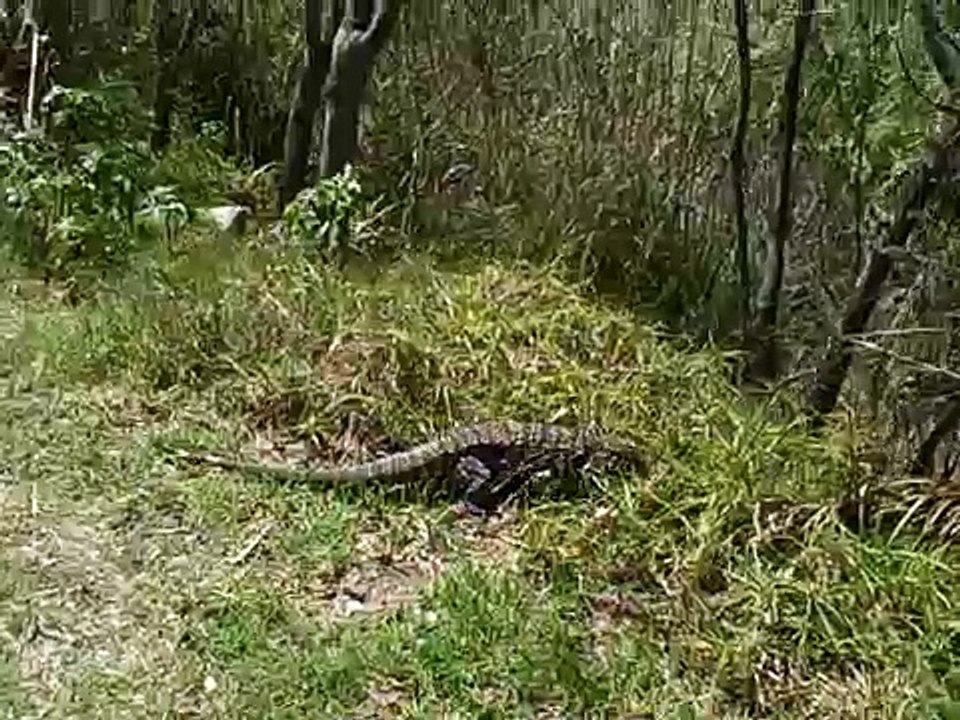 Raptor attacks!