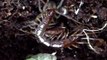 My Garden Centipede chowing down on a Wolf Spider (AMAZING QUALITY!)
