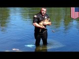 Dobry glina: policjant ratuje  psa uwięzionego pod wodą.
