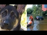 Szalony pies wjechał samochodem do jeziora.